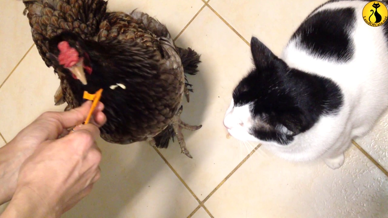cats inn Cat and chicken sharing treat!