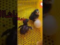 جوجه کشی تخم مرغ نژاد سلطان و گلین لری