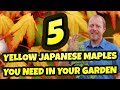 5 Yellow Japanese Maples You Should Be Growing In Your Garden