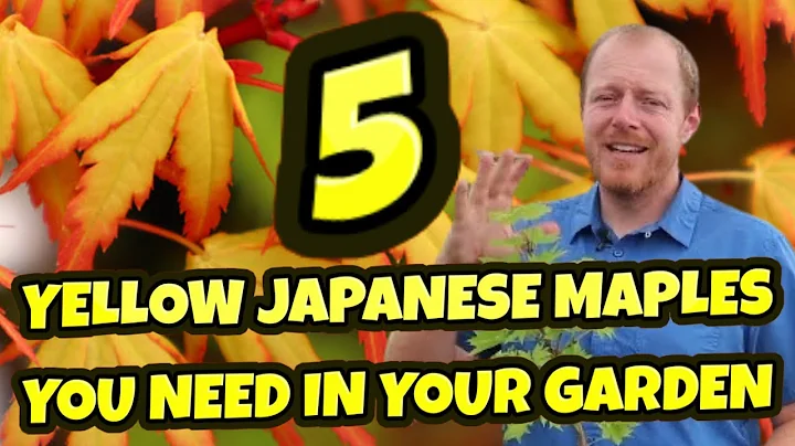 5 Yellow Japanese Maples You Should Be Growing In ...