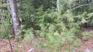 Identifying & Foraging Eastern White Pine