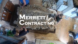 It’s Shearing Time! | Australian Sheep Farming