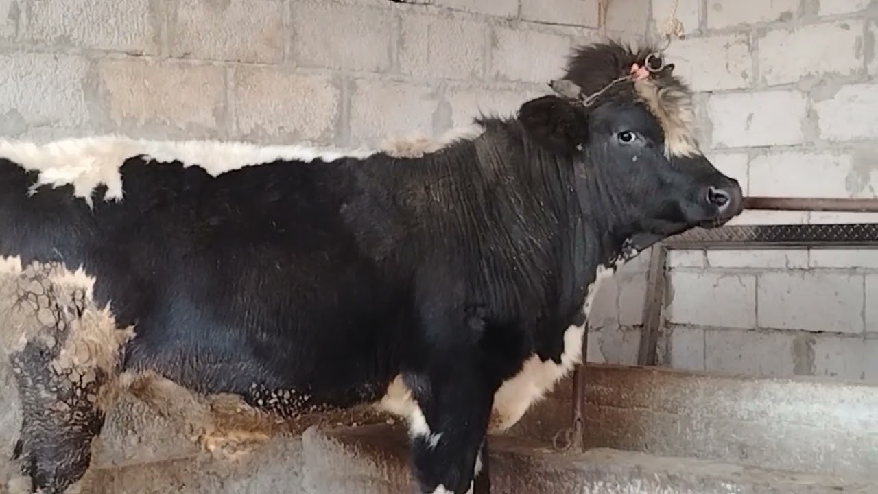 Срочна Акцияи калон дусар бука барое эмда бастан номеро 935011119 