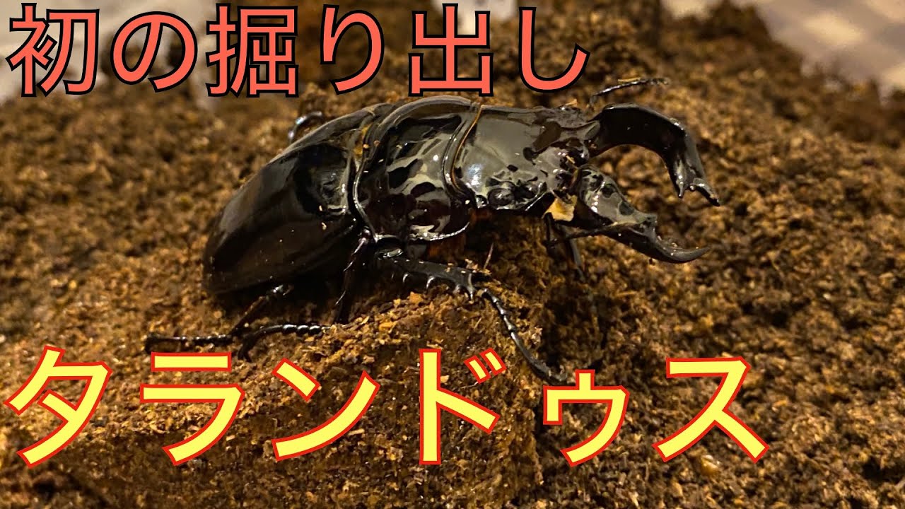 【タランドゥス堀り出し】初めて羽化まで持っていきました