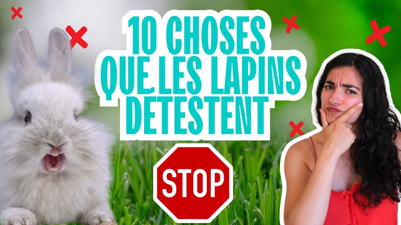⛔️10 choses que les lapins détestent 😱 Ne fais pas ça !