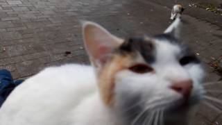 野良猫を抱っこして可愛がっていたら遠くで見ていた別の猫もやってきて膝の上に乗ってきた。