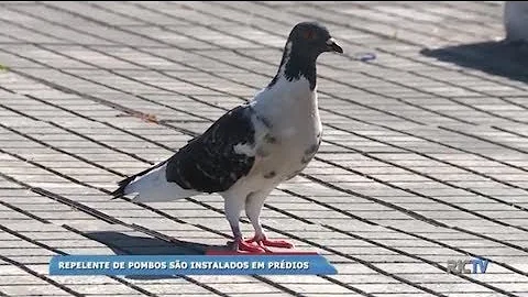 Onde encontro repelente para pombo?