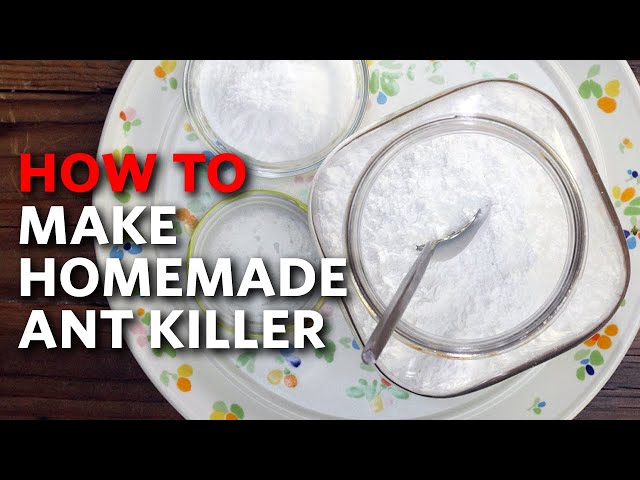 How To Make Homemade Ant Killer | Apartment Therapy class=