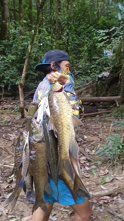 You can get rich suddenly if you fish and catch this many sultan fish #mahseer #kelah
