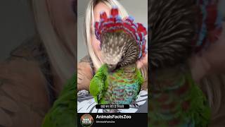 You Won’t Believe This Animal Exists 😳🐾 | Rare &amp; Unseen! #animalsfactszoo #wildlife #ytshorts