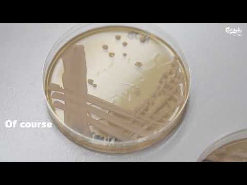 Purifying yeast: A