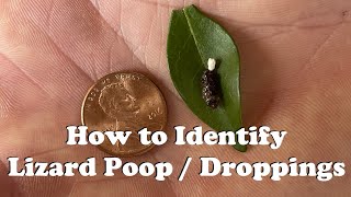 What does lizard poop look like?