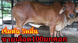 เริ่มต้น5หมื่น เปิดราคาเลือด100ยกคอก สาว ทัอง แม่ลูก อนาคตพ่อคุมฝูง#พูดจาภาษาวัว