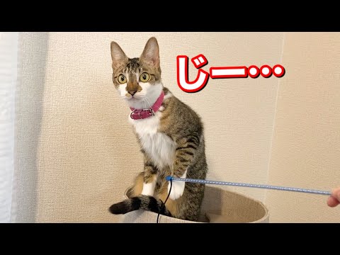 周りが気になり過ぎてオモチャどころではない猫がこちらw