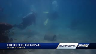 Exotic fish removal at Blue Heron bridge