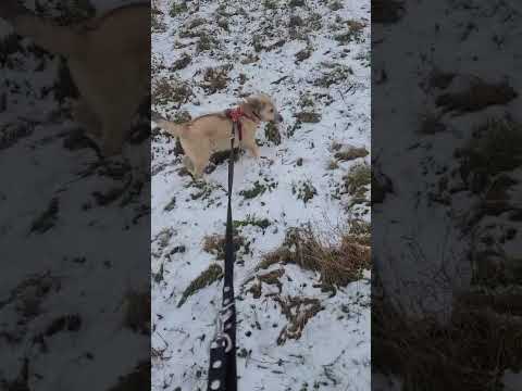 Scobby - Januar 2026