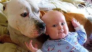 Pitbull Love Baby Compilation NEW