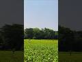 Look at the beauty in the village land.