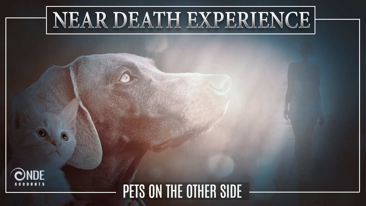 Near Death Experience Stories Reunited with Pets YouTube