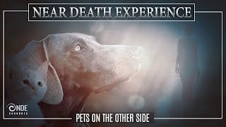 Near Death Experience Stories | Reunited with Pets