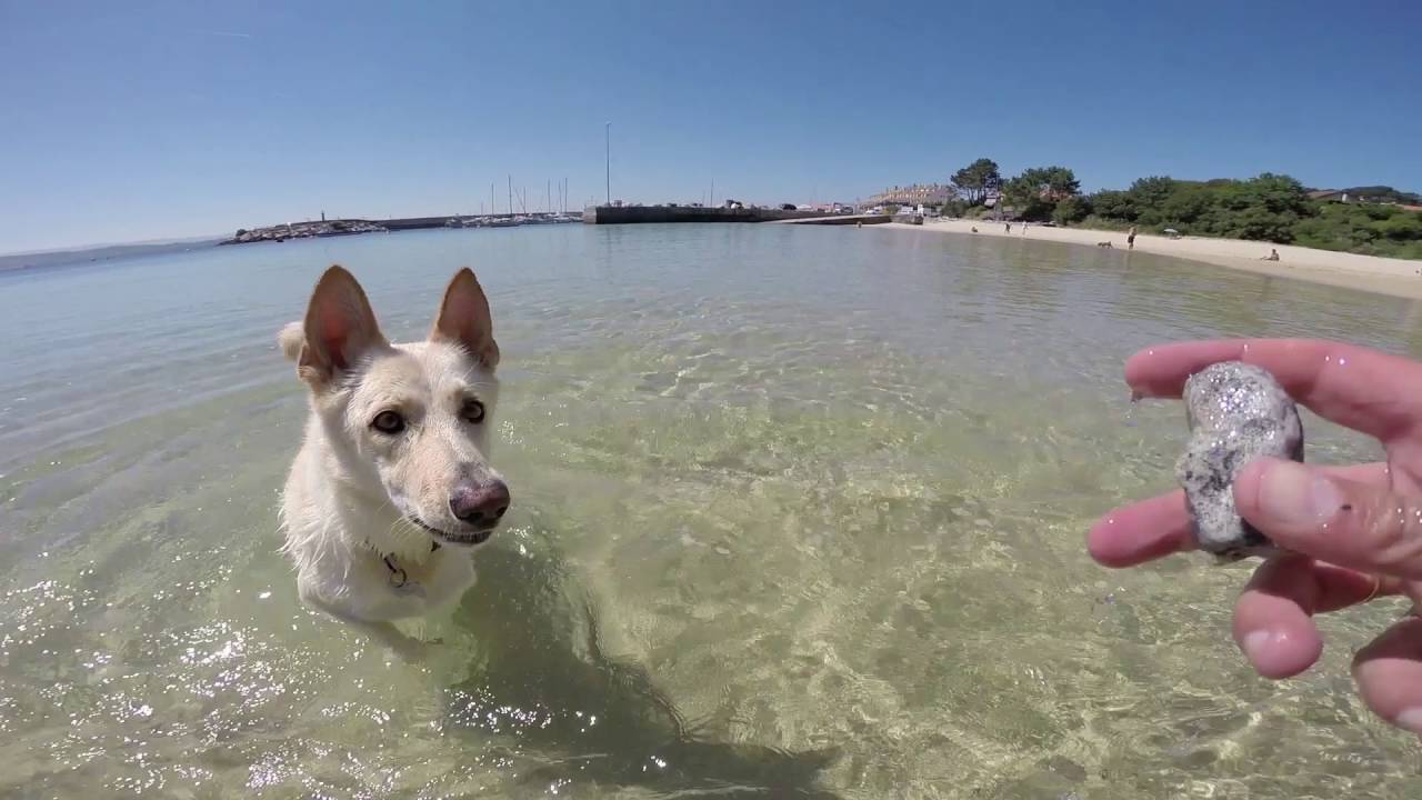 Playa para Perros O Espiño en O Grove - 2016 - Can de Palleiro