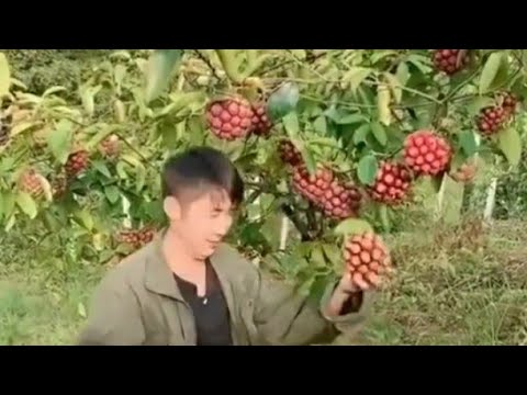 فيديو: أشجار الفاكهة في البلاد