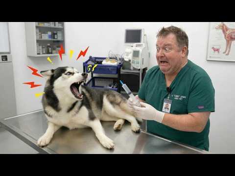 When Brave Dogs Suddenly Realize They're at the Vet. Funny Dog videos 2026 😂