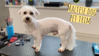 Cute and practical pet trim for Maltese dog