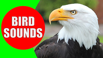 Raptor Bird of Prey - Bird sounds for kids PART 2 - Children Learn Birds of Prey (Raptors)