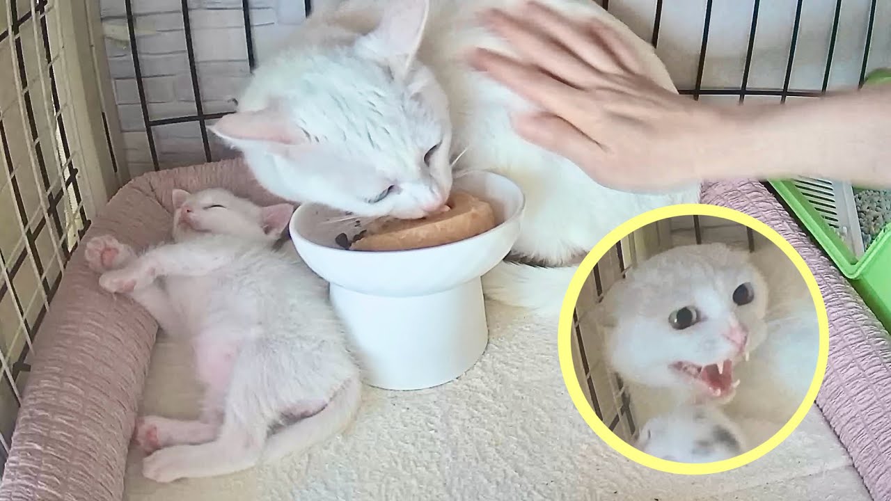 警戒心強めのママ猫と仲良し大作戦！結果は…。＆ぴょんぴょこ走る子猫【白玉＆坊ちゃん日記】Mission: Bonding with the cautious mama cat.