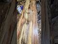 Making Hickory Benches. will it last many life time.#diy  #hardwood