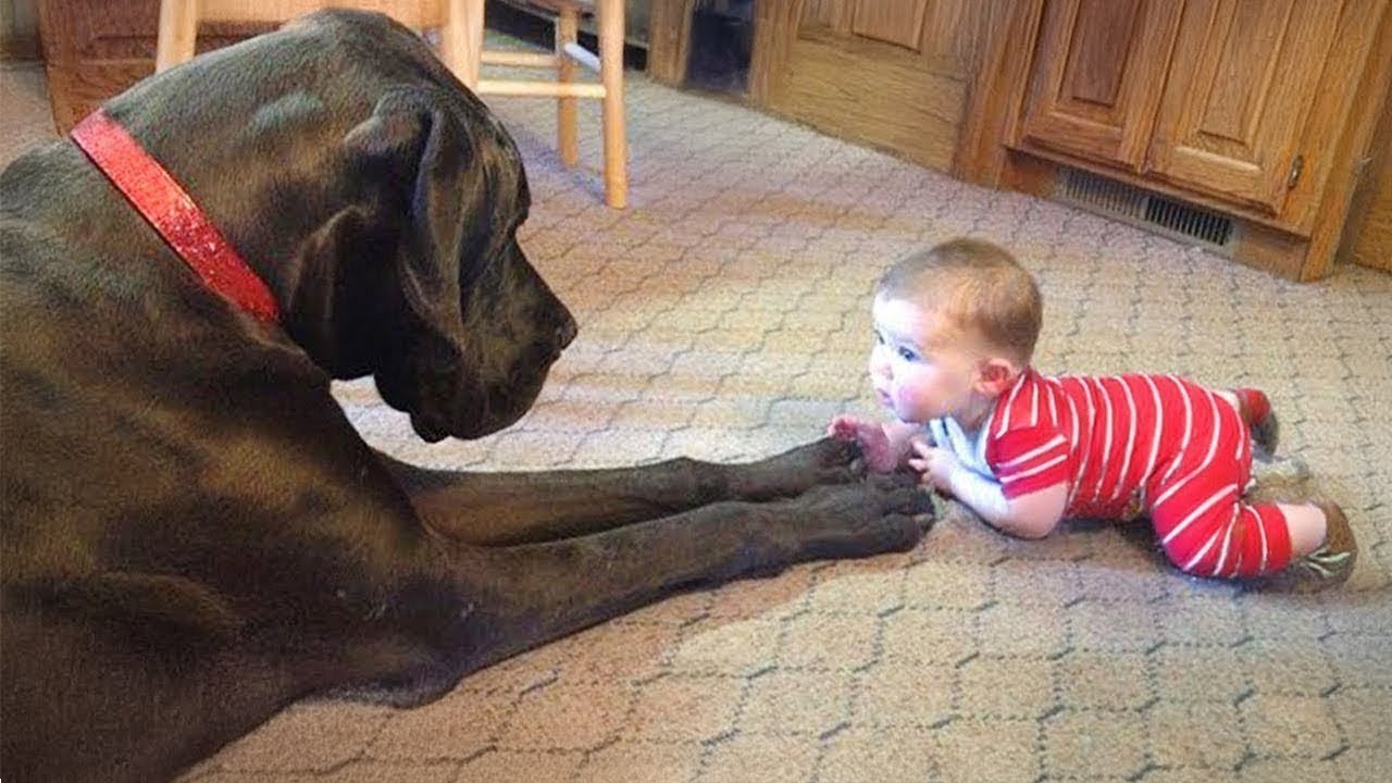 When Big Dogs Prove They’re Truly the Best Babysitters 😂🐕 Dog and Baby Videos