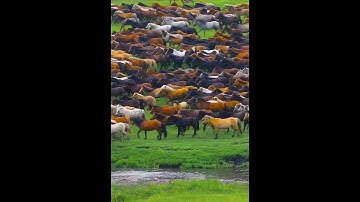 Ngựa chạy dũng mãnh trên thảo nguyên