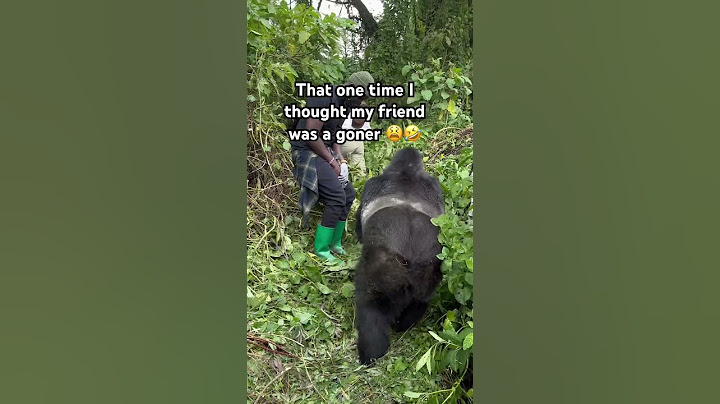 That gorilla was not playing 🤣🤣 #gorillatrekking #adventuretravel