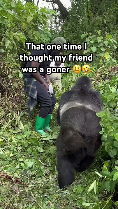 That gorilla was not playing 🤣🤣 #gorillatrekking #adventuretravel