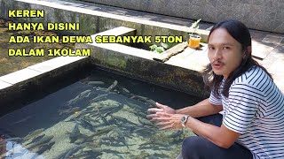 MANTAP, HANYA DISINI IKAN DEWA SAMPAI 5 TON DALAM 1 KOLAM