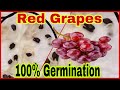 How to Grow GRAPES 🍇 From SeeDs 💯 %success. DAY1to176. fruits|healthy food|plants|Pak Gardening plus