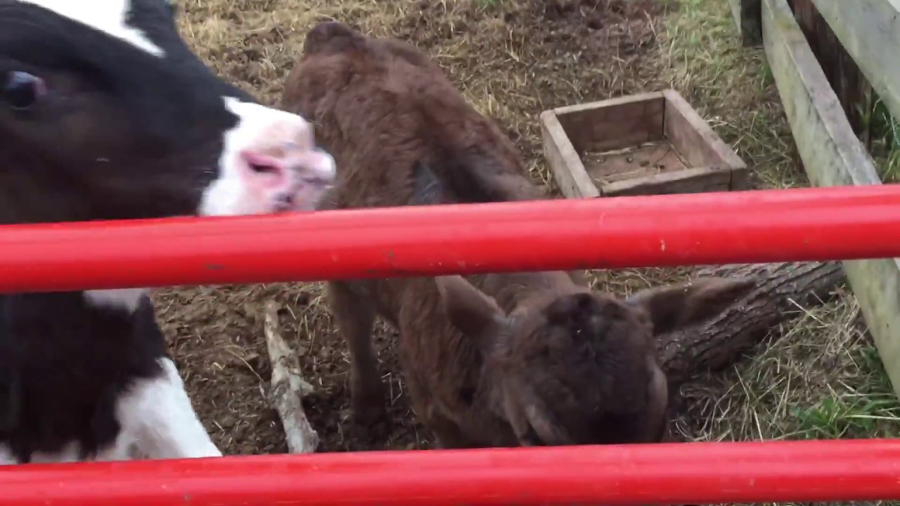 bottle-calves-and-feed-for-them-youtube