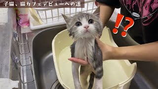 子猫を初めてお風呂に入れたらまさかの反応でした…【スコティッシュフォールド】