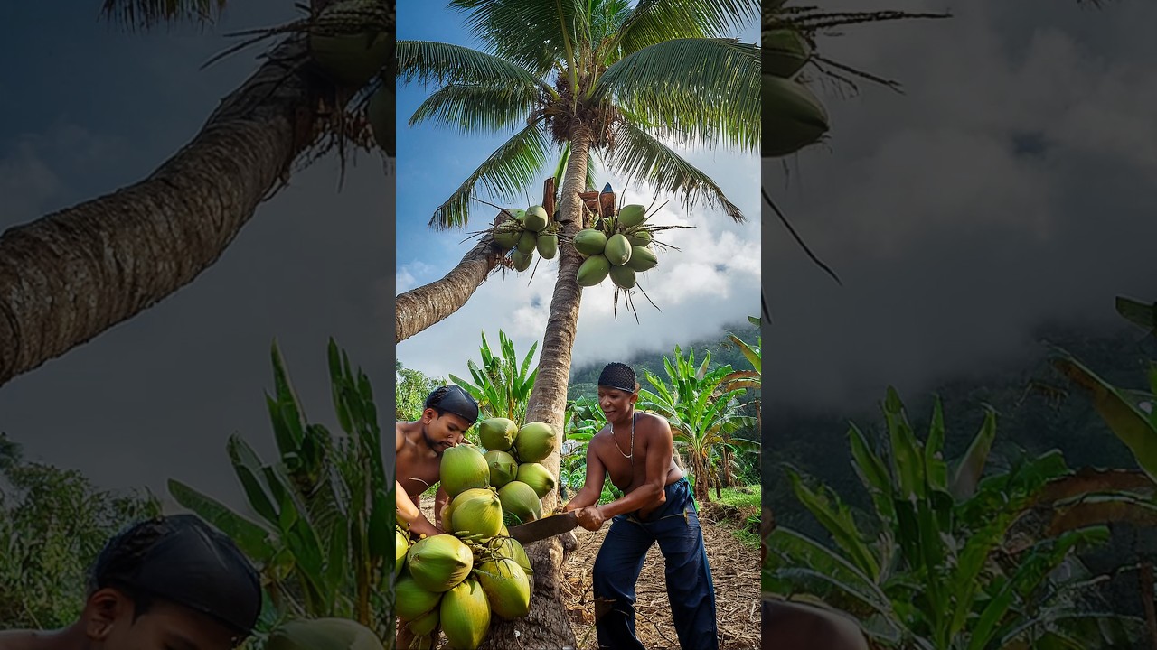 Ultimate ASMR Coconut Cutting: Perfect Blade Precision
