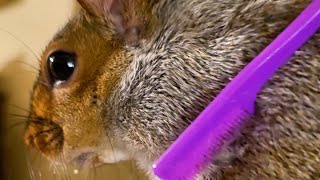 Brushing My Squirrel