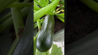 Potted zucchinis it’s a lot of food near me