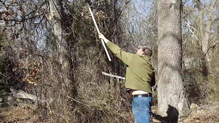 How to remove climbing thorn vines from trees.