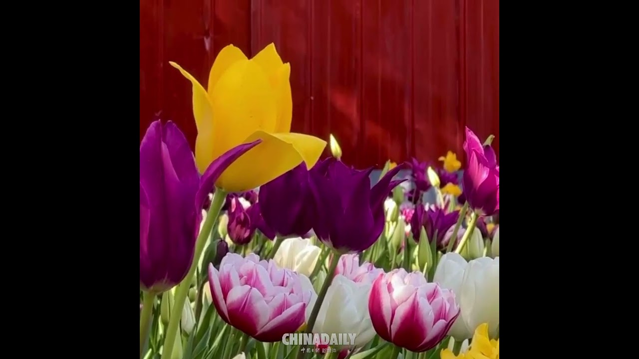 Experiencing the stunning beauty of spring at the Tulip Festival held at Zhongshan Park in Beijing