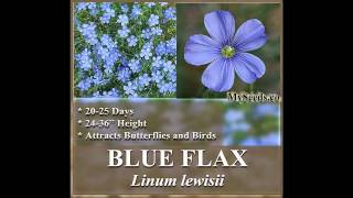 BLUE FLAX Flower Seeds - Linum lewisii - LEWIS FLAX  FLOWER SEEDS on  www.MySeeds.Co