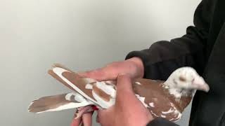 Meulemans choco 750
