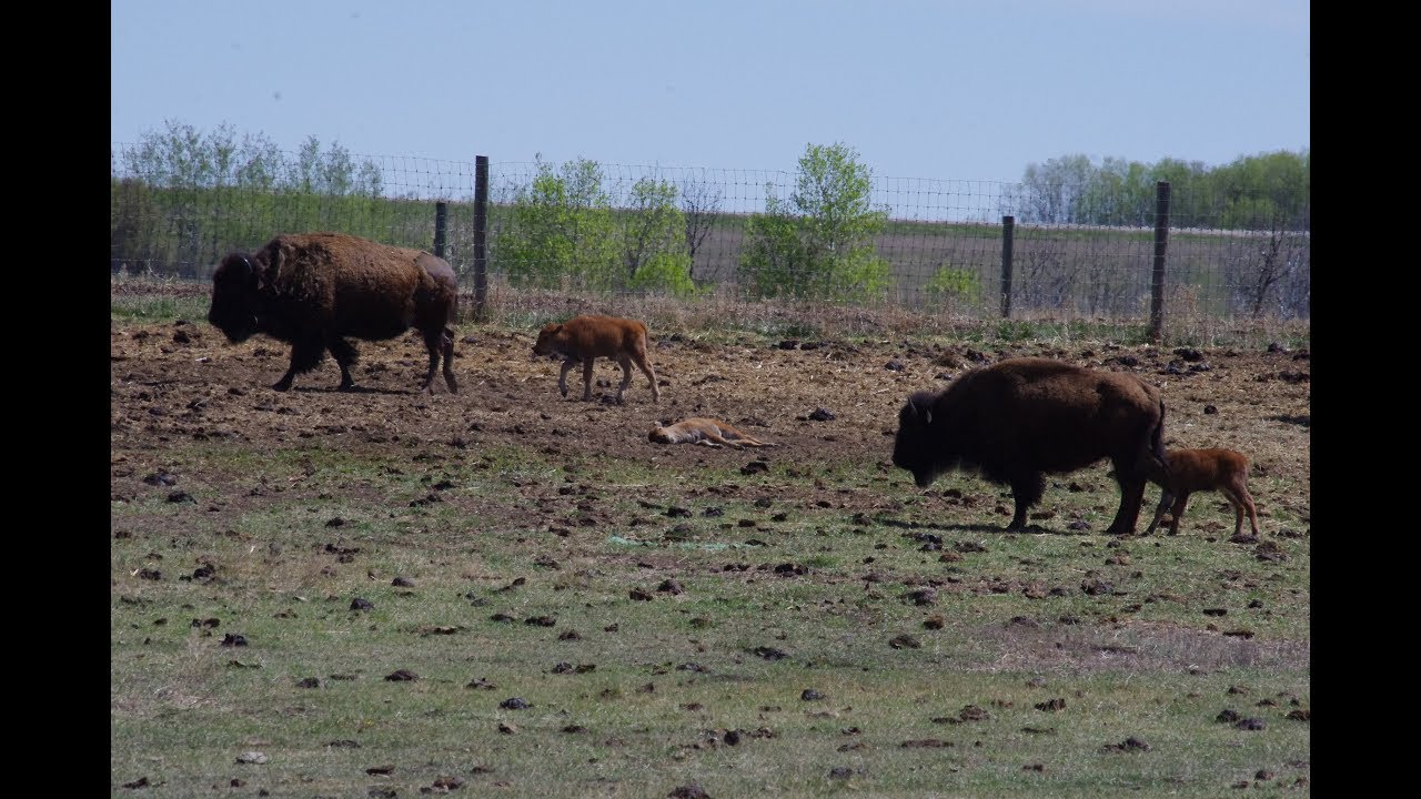 19 06 14 Todd Shury bison disease research YouTube