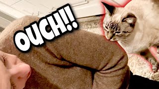 No Biting, Bubbles! (OFFICIAL MUSIC VIDEO) by Simon the Siamese Cat 1,042 views 2 years ago 1 minute, 43 seconds