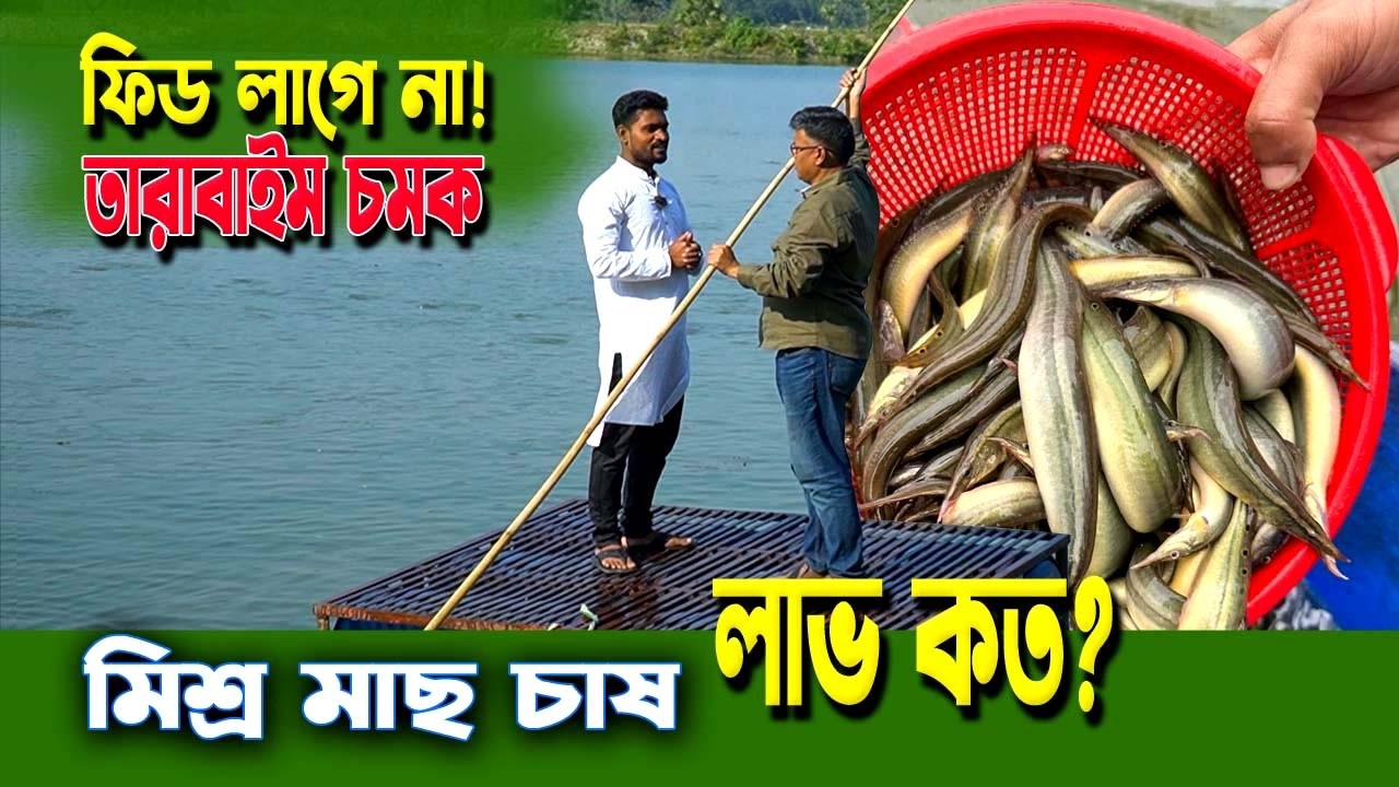 খাবার ছাড়াই তারাবাইম মাছ চাষ! 🐟 মিশ্র চাষে লাভের আসল হিসাব | উদ্যোক্তা ফয়সাল