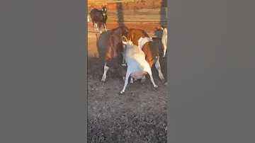Calf Milking Cow Sapi Inek Cebu Animals Funnyanimals Funny Shorts Cuteanimals Cute Short 